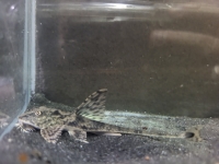 Loricaria sp. Rio Atabapo